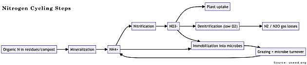 nitrogen cycling steps diagram