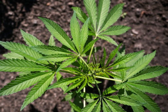 organic indica cannabis plant