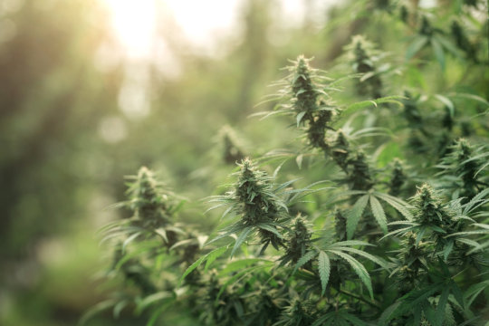 outdoor cannabis plant, sunshine