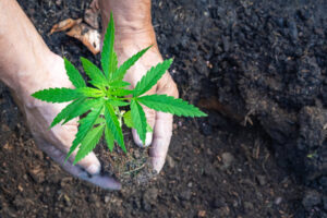 Living Soil Cannabis: What It Is and Why Growers Swear by It