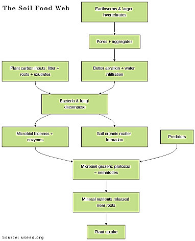 soil food web flowchart
