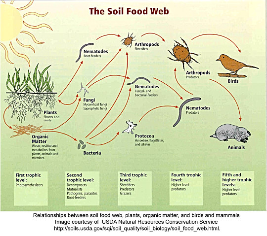 soil food web infographic