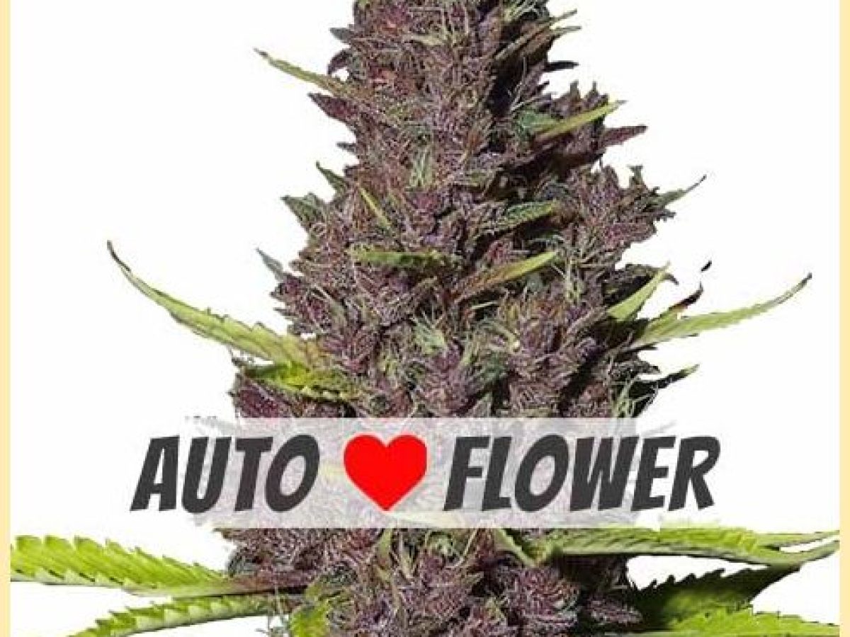 blue-dream-autoflower-seeds-1200x900.jpg